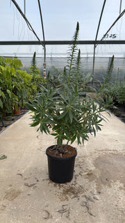ECHIUM FASTUOSUM CESP.30