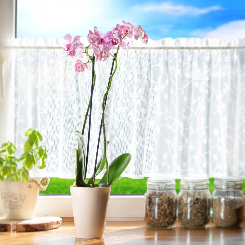 Coprivaso KADAX per orchidee, in plastica, color crema, 13 cm