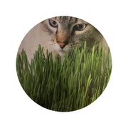 Erba dei gatti AQ