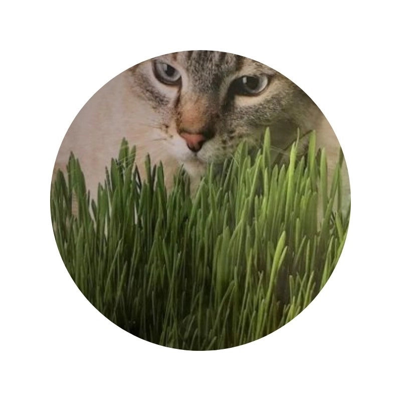 Erba dei gatti AQ
