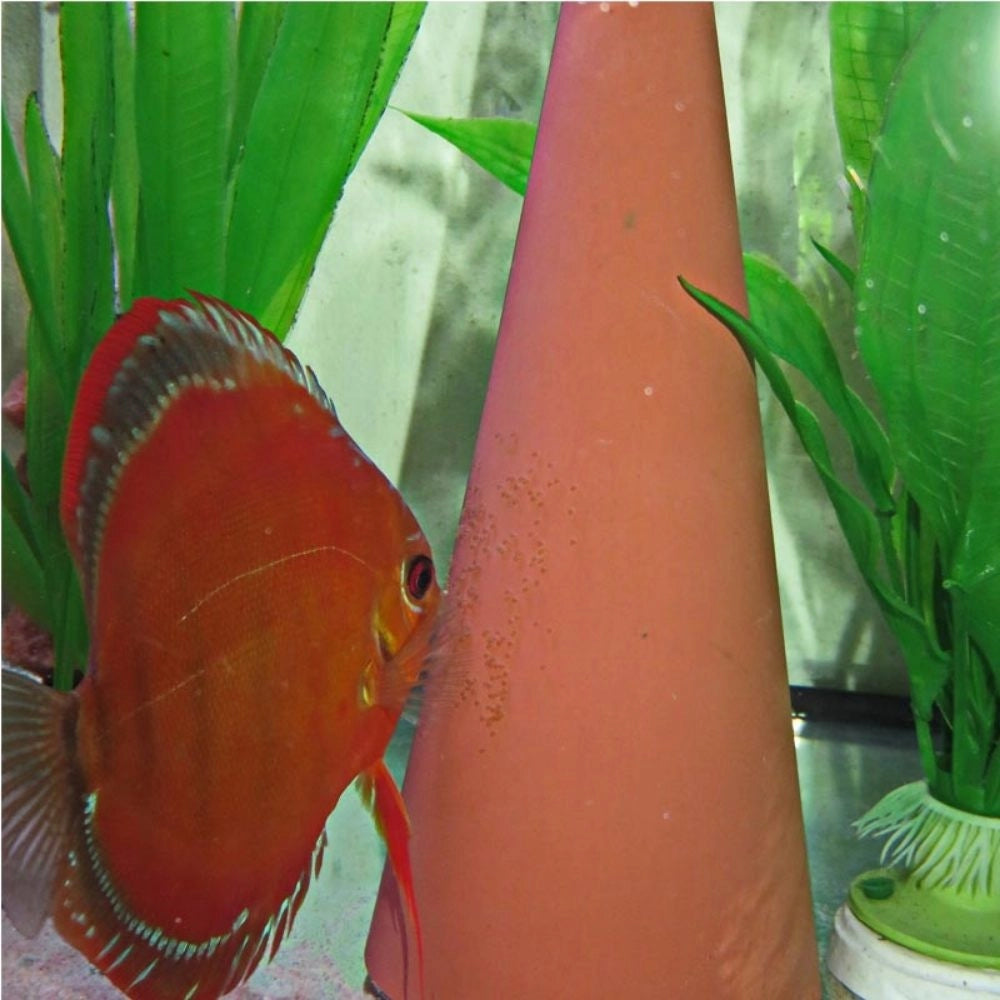 JBL Discon - Cono per Discus