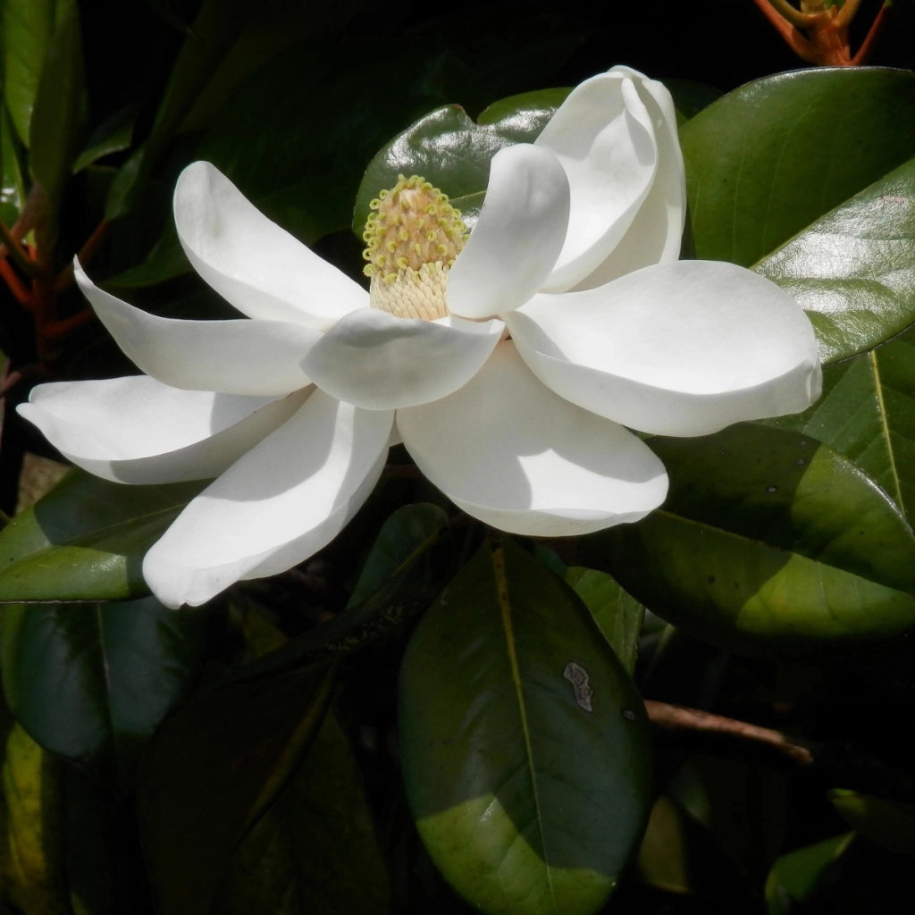 Pianta di MAGNOLIA GRANDIFLORA  foglie GRANDI in vaso 18 cm FOTO REALE