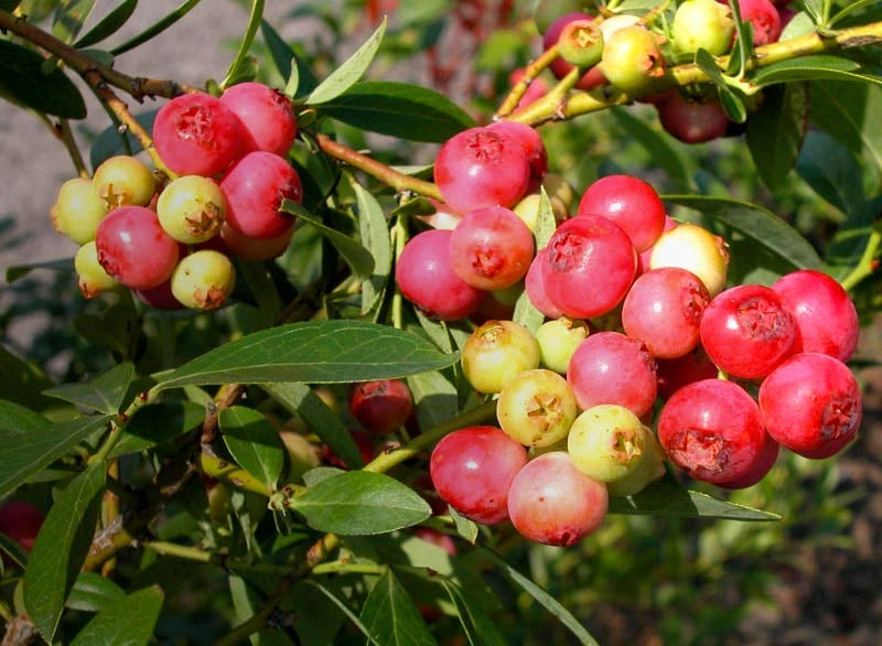 Mirtillo rosa "Pink Lemonade" (Vaccinium corymbosum)
