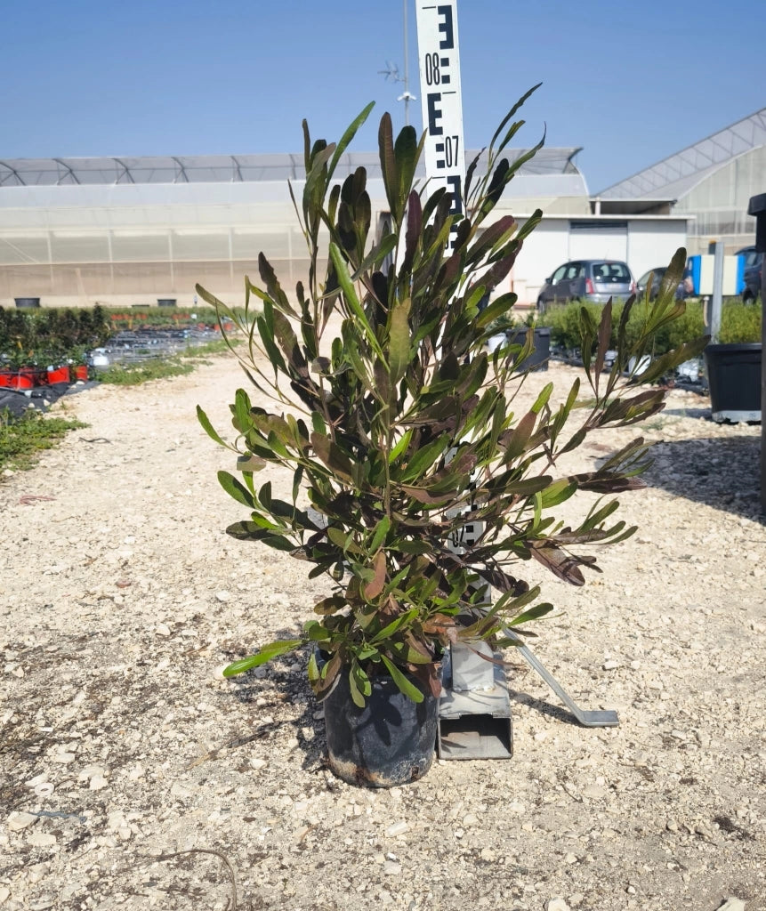 DODONEA VISCOSA VASO 18