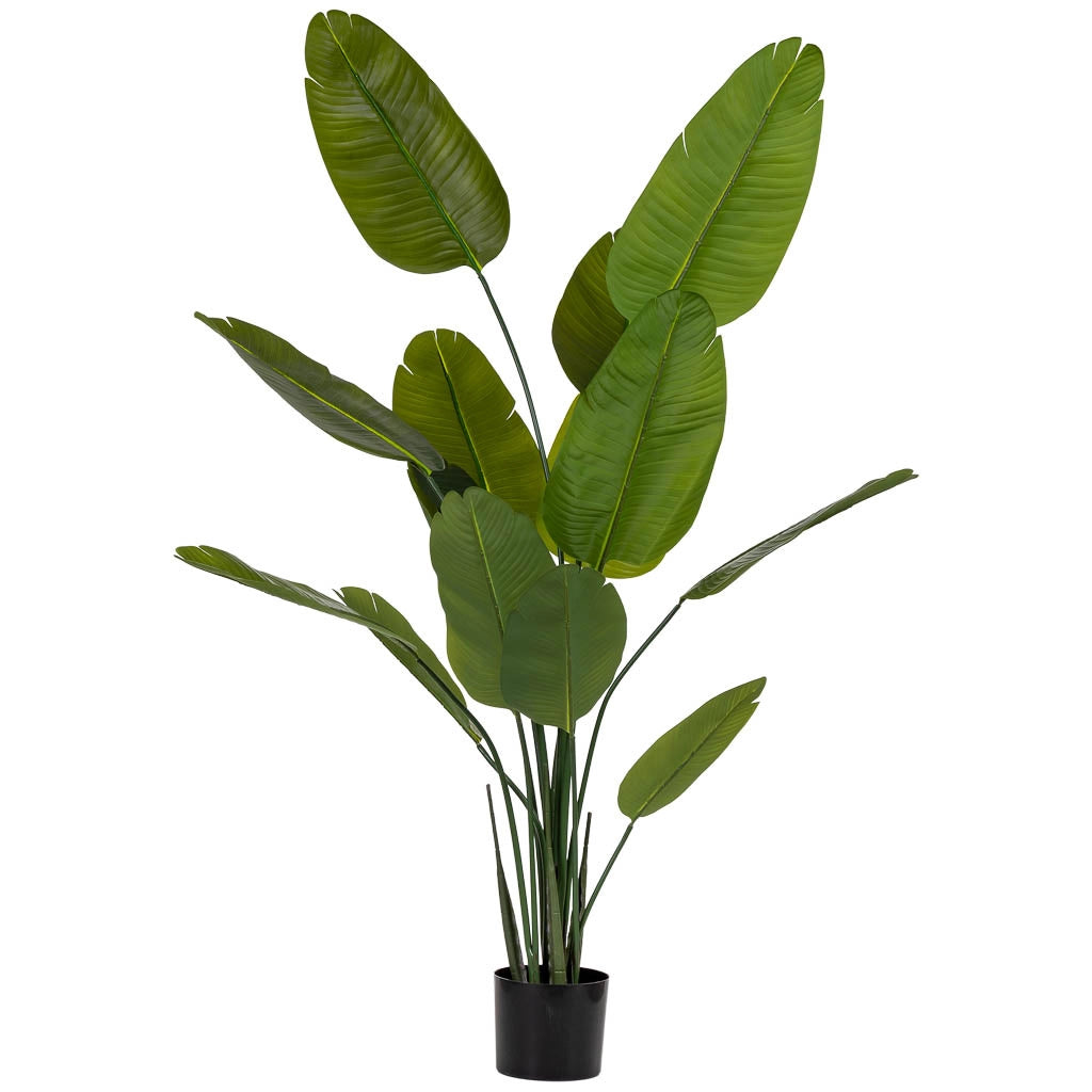 Sterlitzia decorativa artificiale verde 80x80x180