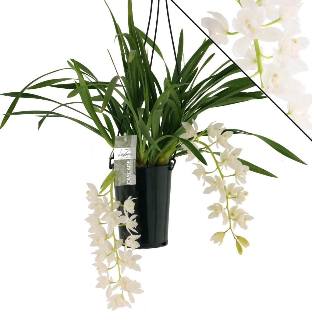 Gardenaria Cymbidium white 'Ice cascade' - Pianta da interno ornamentale Altezza: 60 cm (vaso 14)