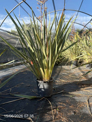 PHORMIUM TENAX VARIEGATUM VASO 40