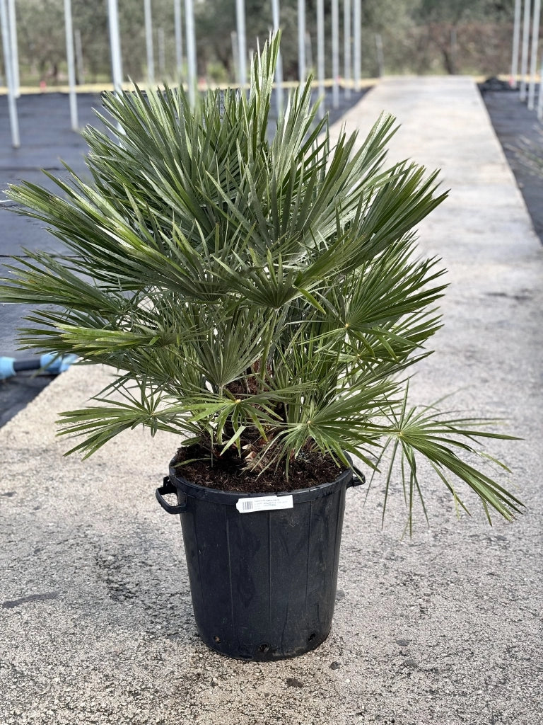 CHAMAEROPS HUMILIS VASO 35