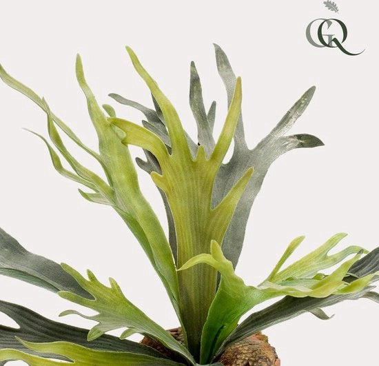Pianta ornamentale - Farno stagno - 50 cm