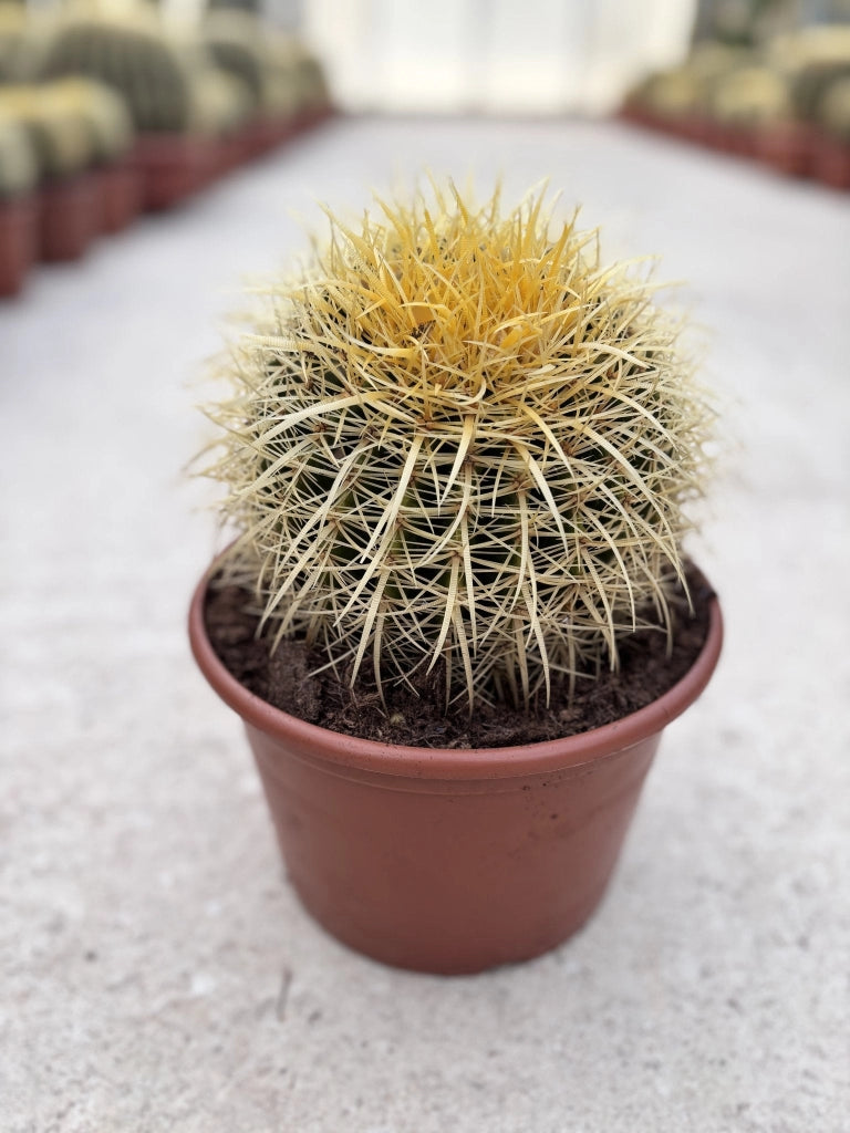 ECHINOCACTUS GRUSONII CIOTOLA 20