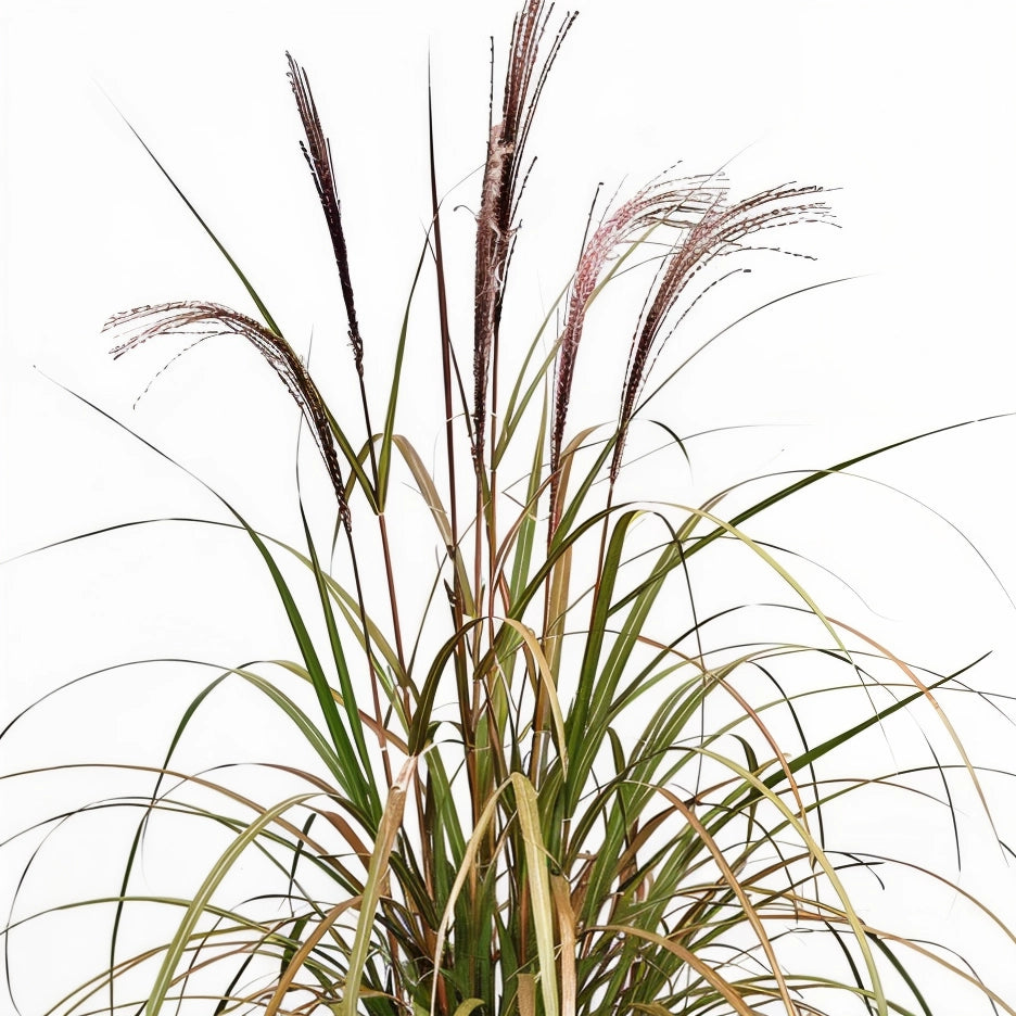 Gardenaria Miscanthus sinensis 'Brazil' - Graminacea ornamentale da esterno Altezza: 60 cm  (vaso 17)