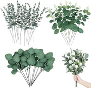30 Stuks Tavole di Eucalipto Secche