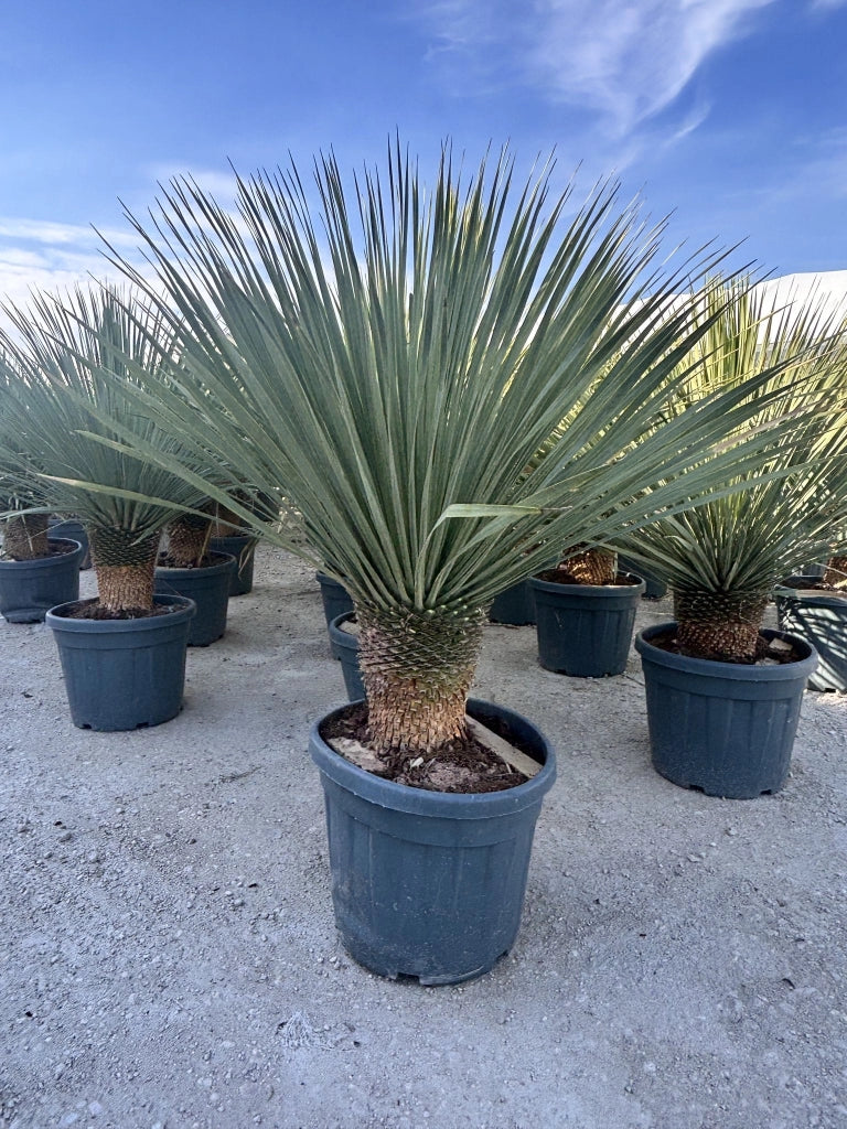YUCCA ROSTRATA VASO 50 H. TR.20/30