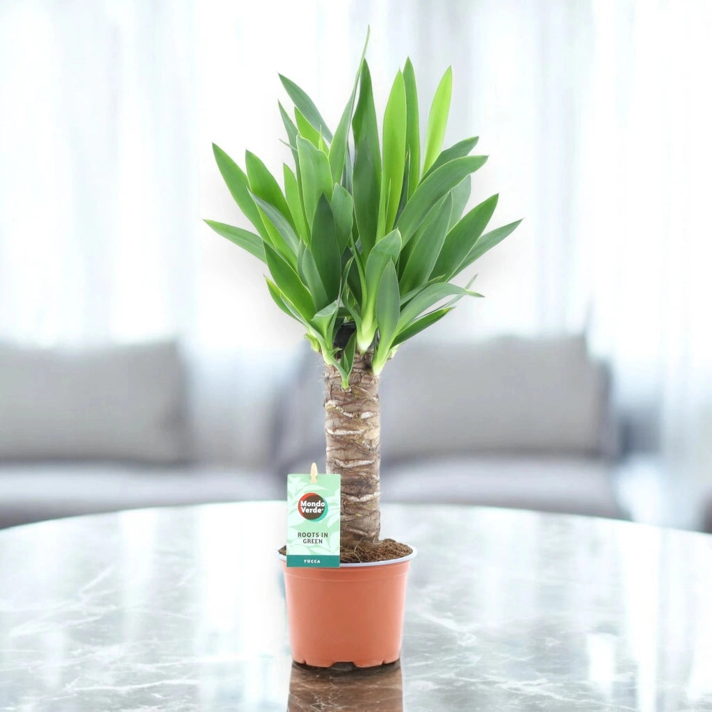 Gardenaria Yucca - Pianta da interno ornamentale Altezza: 135 cm (vaso 31)
