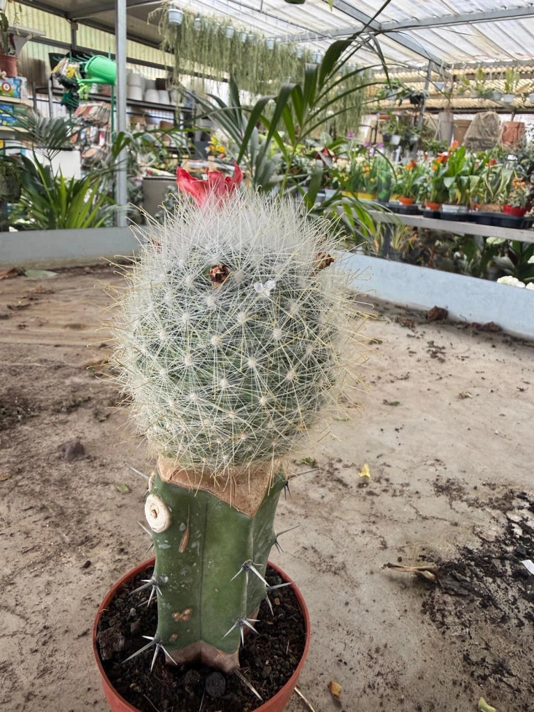 Cactus Mammillaria innestata in vaso 10 cm
