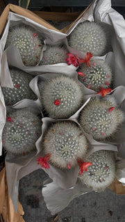 Cactus Mammillaria innestata in vaso 10 cm