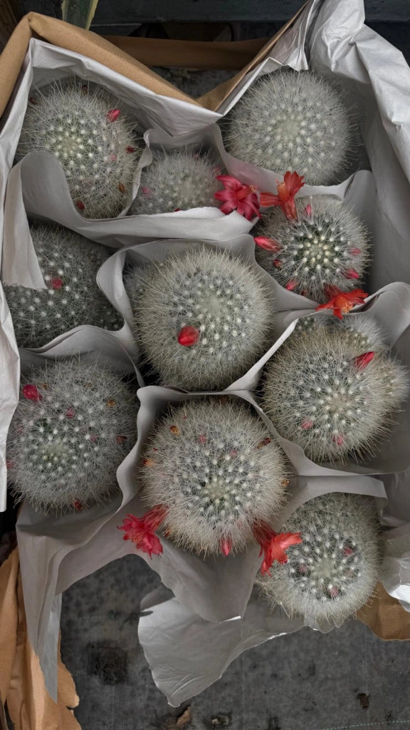 Cactus Mammillaria innestata in vaso 10 cm