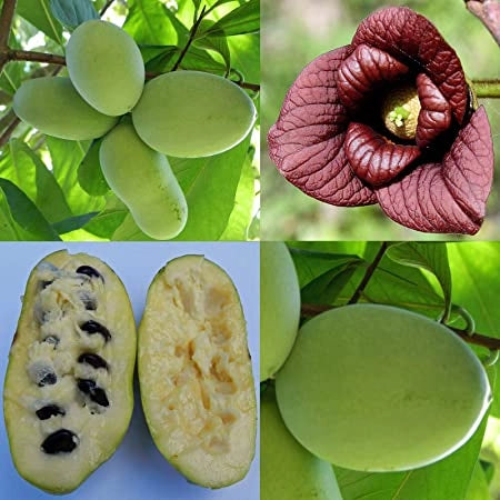 Asimina triloba Prima 1216 Banano di montagna del nord innestato autofertile H 60CM