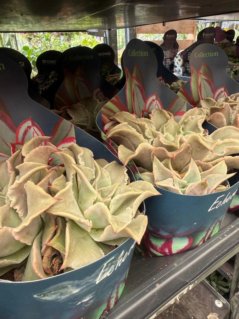 Echeveria ‘Madiba’ (Crassulaceae) vaso 14 cm – Succulenta