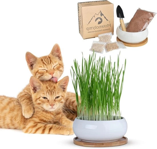 Set di Boccale per Erba di Cattedrale - Include Boccale Ceramico Scialle di Bamboo Terreno di Coco Semi e Piccola Spada Vetrata per Germinazione