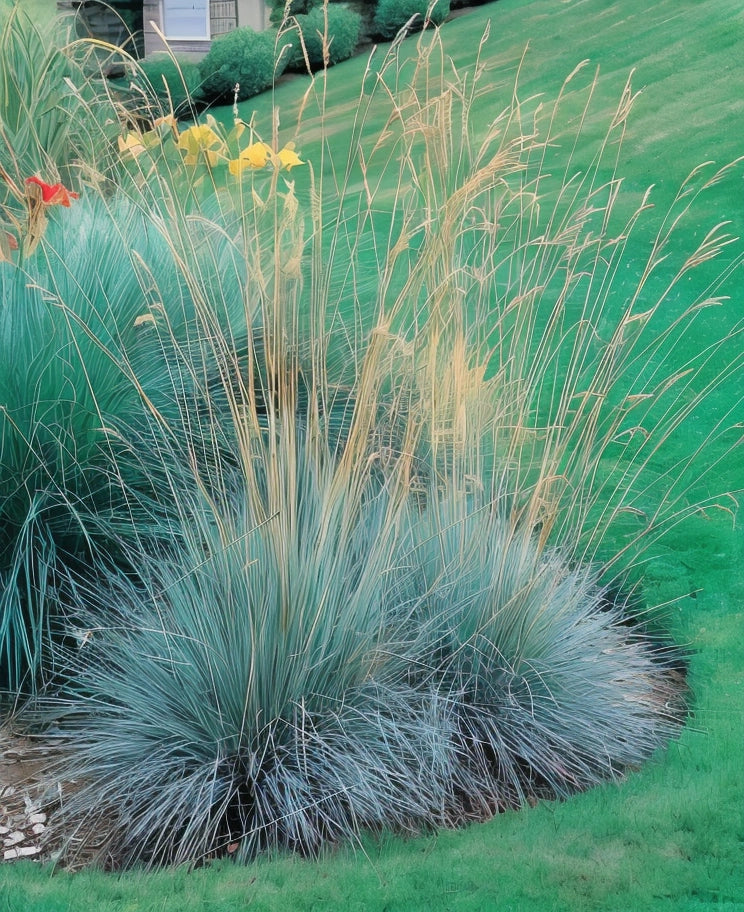 Gardenaria Helictotrichon sempervirens - Graminacea ornamentale da esterno Altezza: 40 cm (vaso 17)