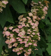 Gardenaria Ortensia - Hydrangea Quercifolia 'Alice' - Pianta acidofila ornamentale da esterno Altezza: 40/50 cm (vaso19)