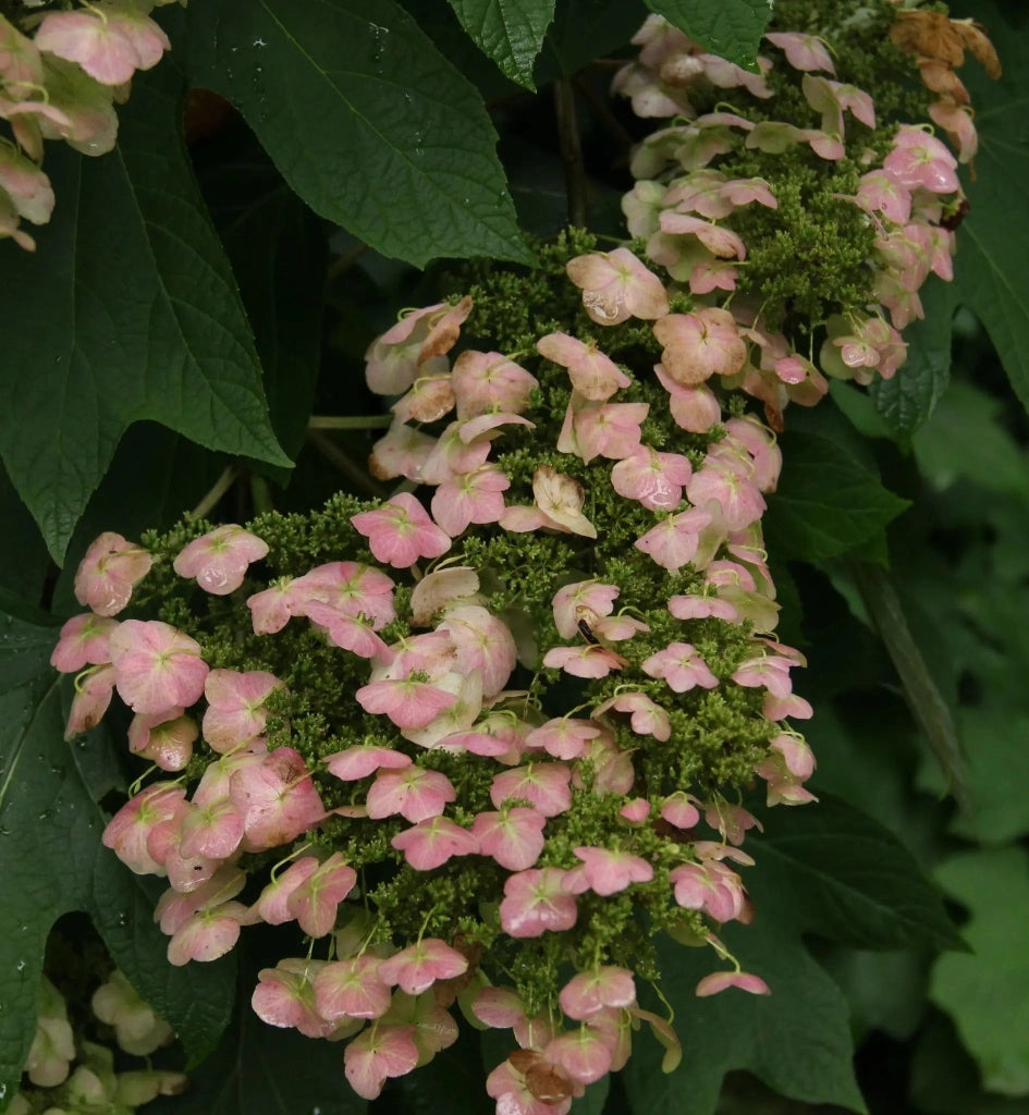 Gardenaria Ortensia - Hydrangea Quercifolia 'Alice' - Pianta acidofila ornamentale da esterno Altezza: 40/50 cm (vaso19)