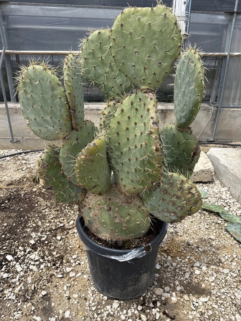OPUNTIA STRICTA VASO 50