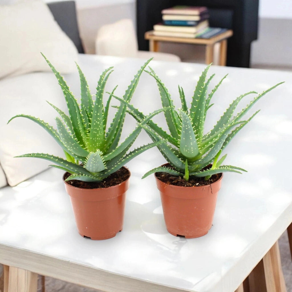 Gardenaria Aloe arborescens - Pianta da interno ornamentale Altezza: 25 cm (vaso 12)