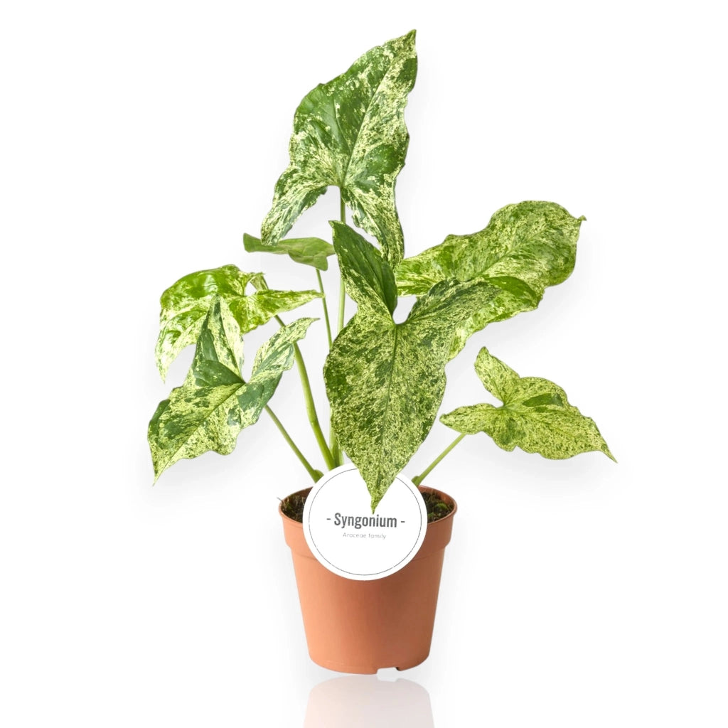 Gardenaria Syngonium 'Mottled' - Pianta da interno ornamentale Altezza: 35 cm (vaso 12)