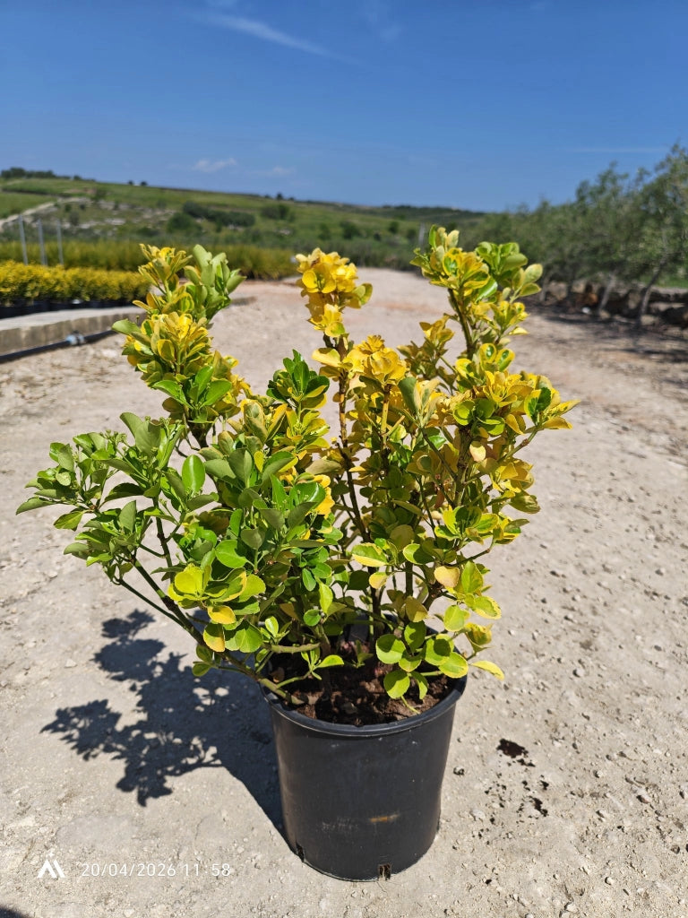 EUONYMUS JAPONICUS CESP.24 AUREA Lt.7