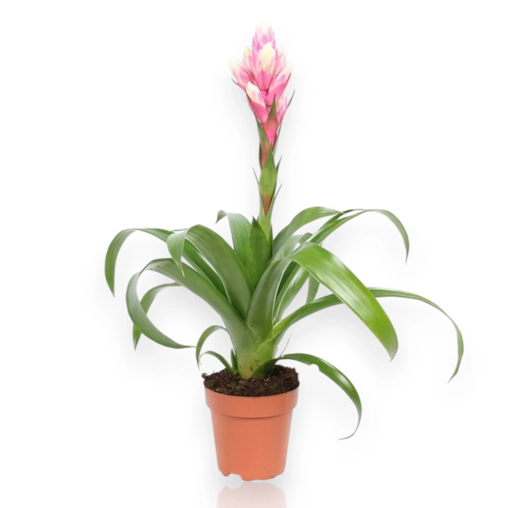 Gardenaria Guzmania 'Candy' - Pianta da interno ornamentale Altezza: 50 cm (vaso 12)