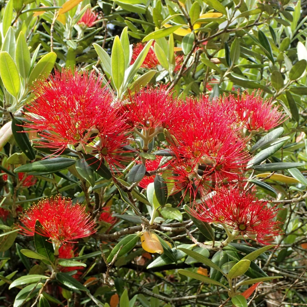 Metrosideros Excelsa – Pianta in Vaso 19 cm – Cespuglio