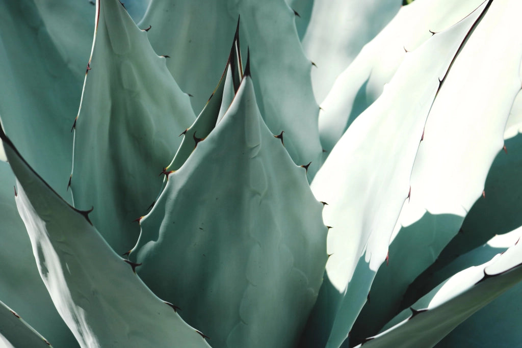 AGAVE FEROX VASO 60
