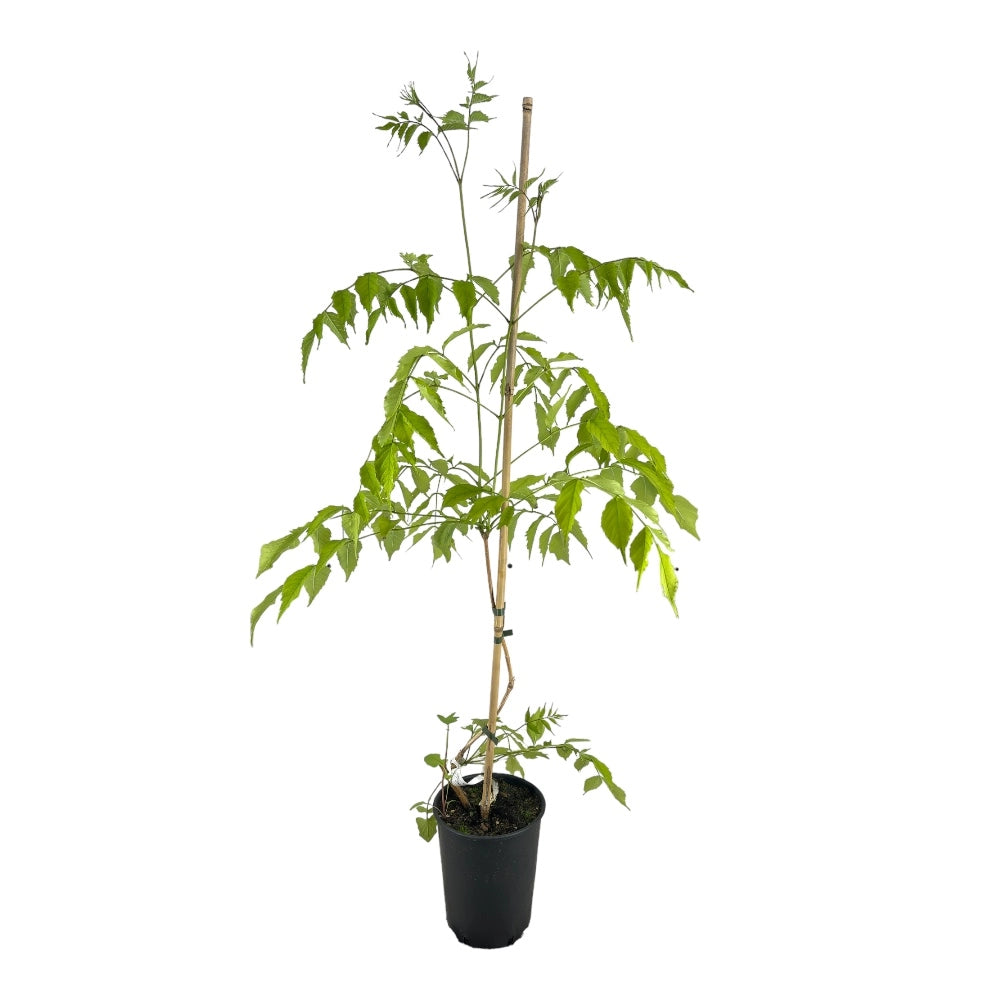 BIGNONIA GIALLA radicane FLAVA rampicante in vaso 18 cm AMDGarden