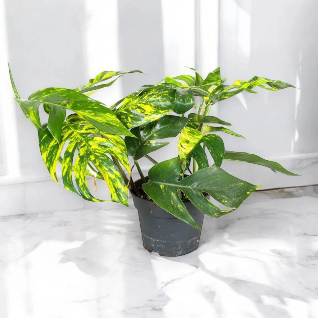 Gardenaria Epipremnum pinnatum 'Cintho goldfinger' - Pianta da interno ornamentale Altezza: 30 cm (vaso 17)