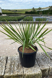 YUCCA GLORIOSA VASO 30