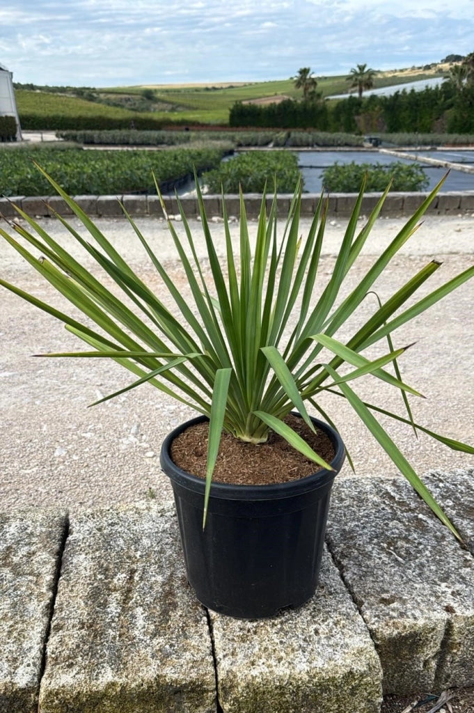 YUCCA GLORIOSA VASO 30