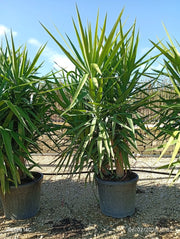 YUCCA ELEPHANTIPES MULTITRONCO 55