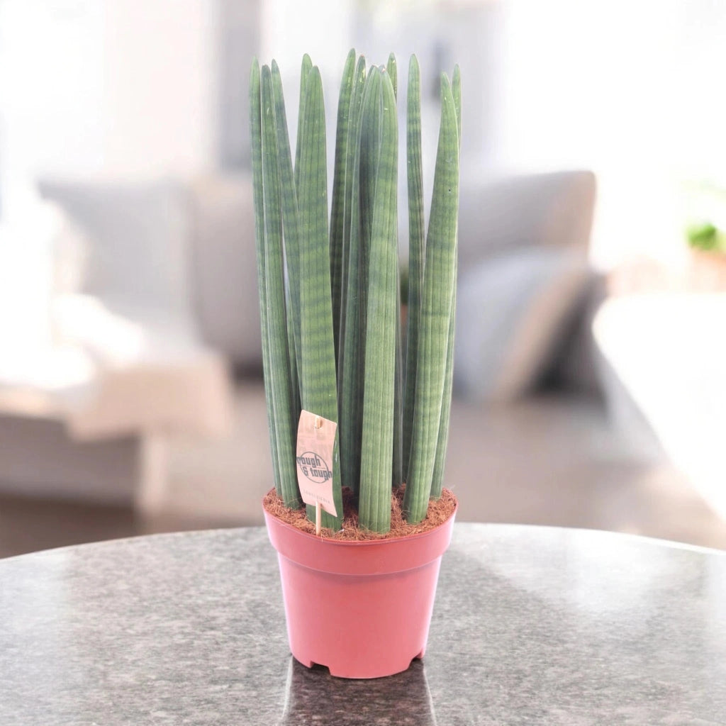 Gardenaria Sansevieria cylindrica 'Straight' - Pianta da interno ornamentale Altezza: 60 cm (vaso 17)