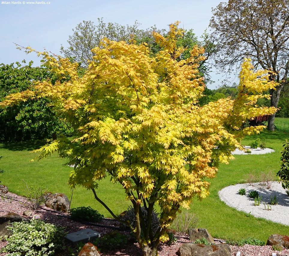 Pianta di ACERO GIAPPONESE Orange Dream Acer Japanase Jewels Foto Reali H 100cm