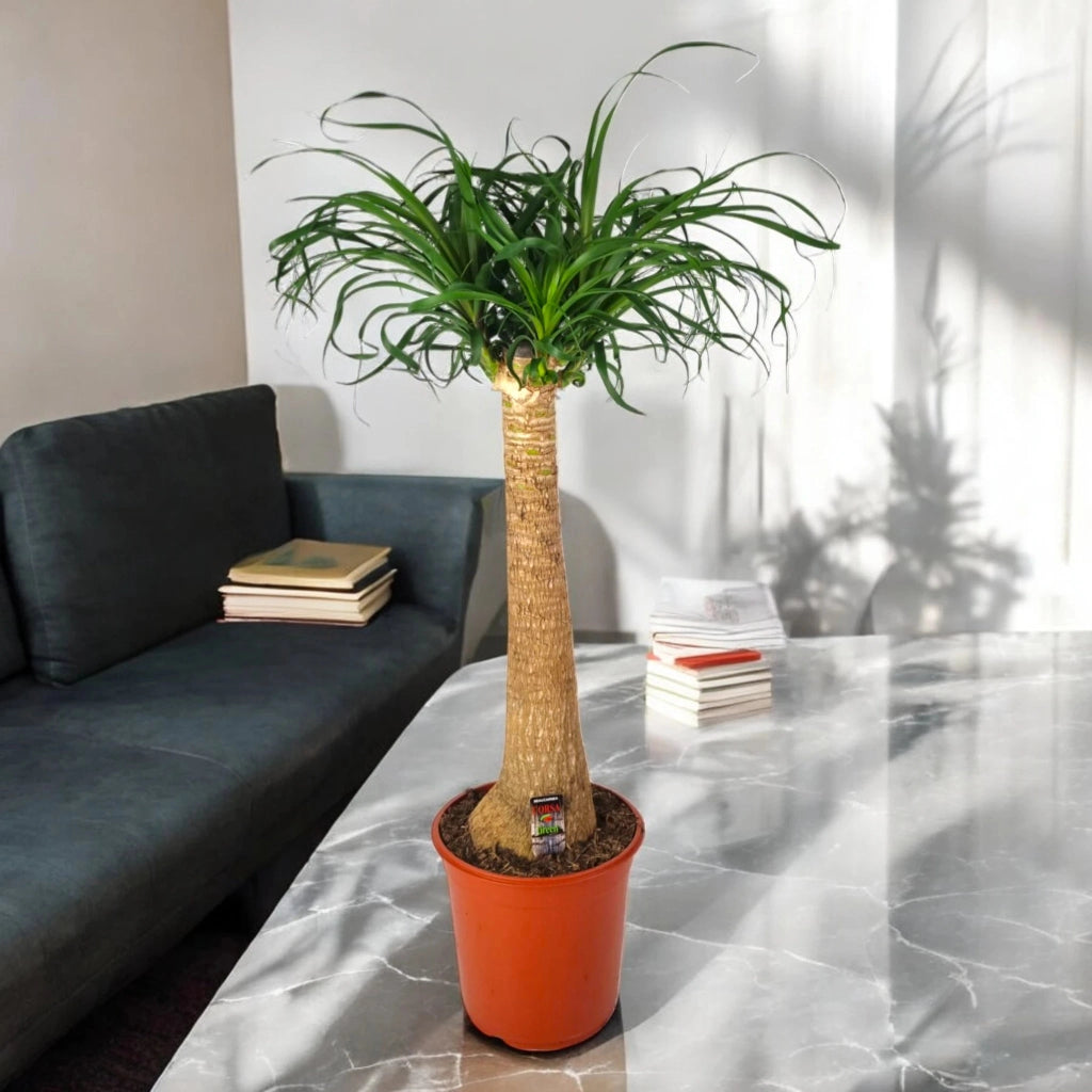 Gardenaria Beaucarnea recurvata (Mangiafumo) - Pianta da interno ornamentale Altezza: 90 cm (vaso 24)