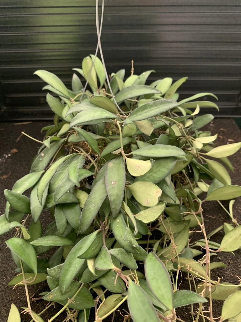 HOYA ROSITA (fiore di cera)