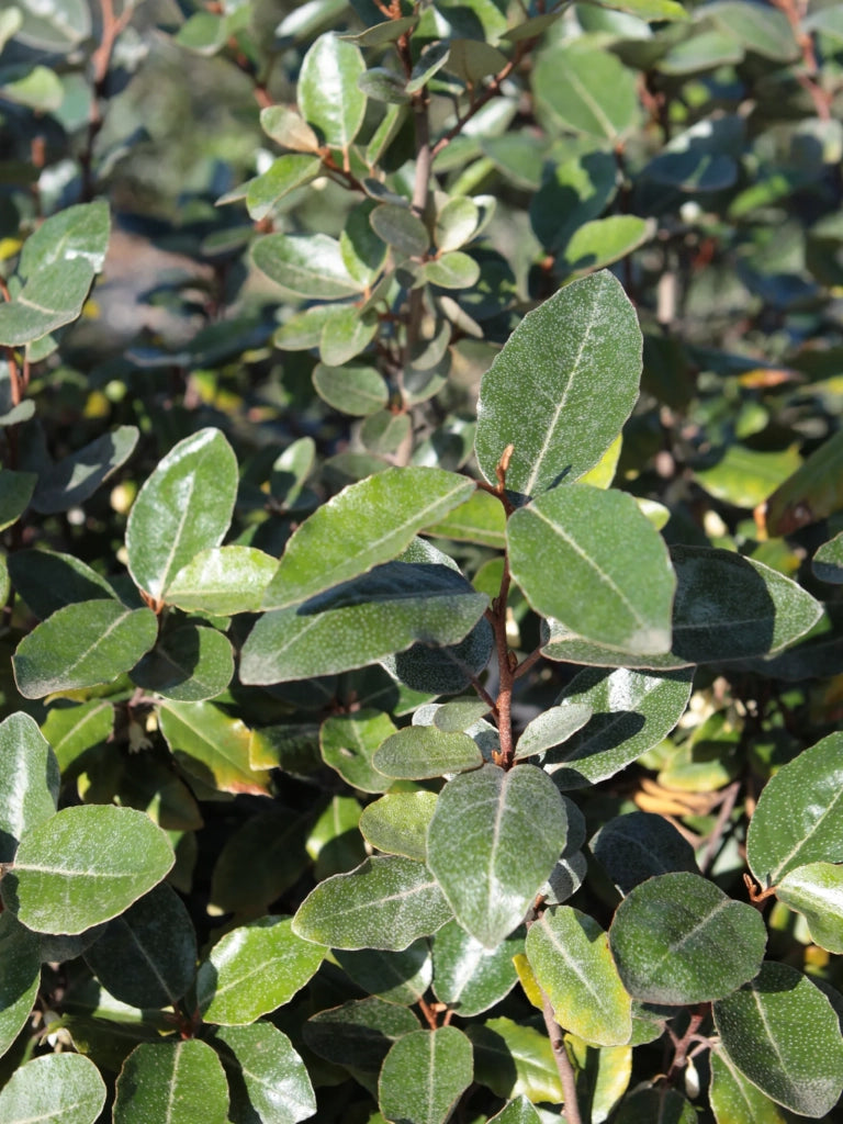 ELEAGNUS EBBINGEI COMPACTA ALB.45 1/4 FUSTO