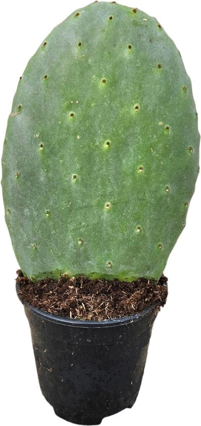 Cactus Opuntia - 40 cm - Ø17cm