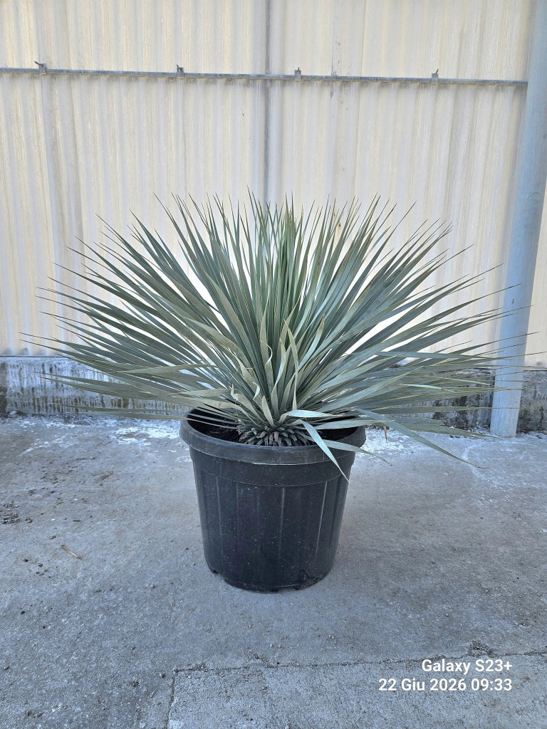 YUCCA ROSTRATA VASO 45 Lt.35