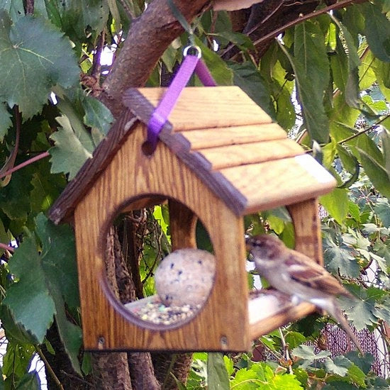 SPARROW + 0,5 kg cibo per uccelli selvatici.