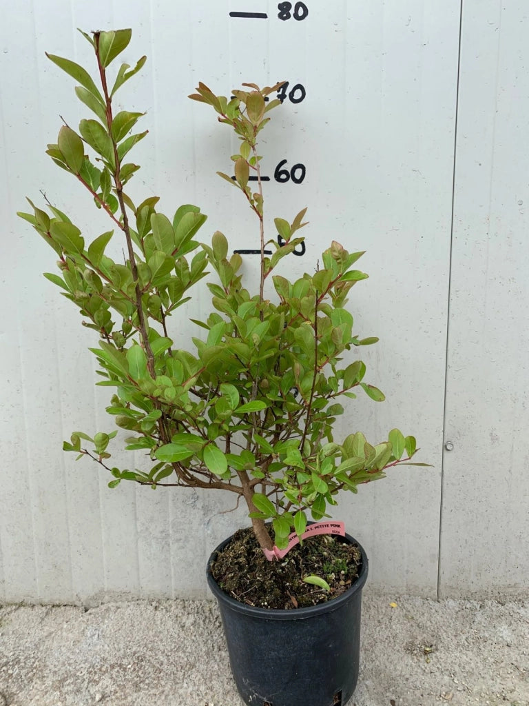 Pianta di Lagerstroemia petite pink vaso 18cm foto reali H 70cm