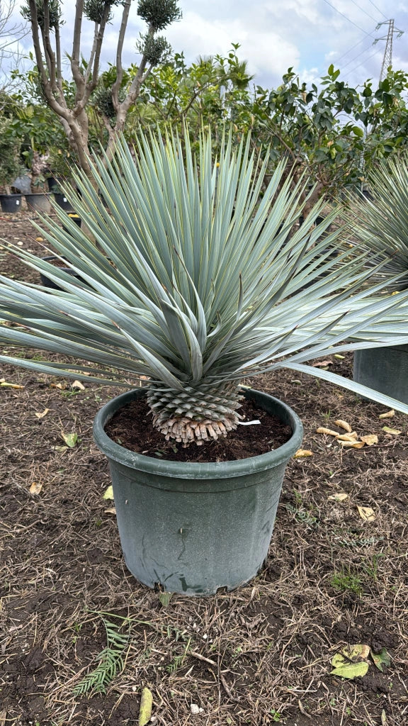 Yucca rigida vaso 40cm