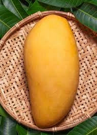 PIANTA DI MANGIFERA INDICA MANGO NAM DOC MAI H 140CM